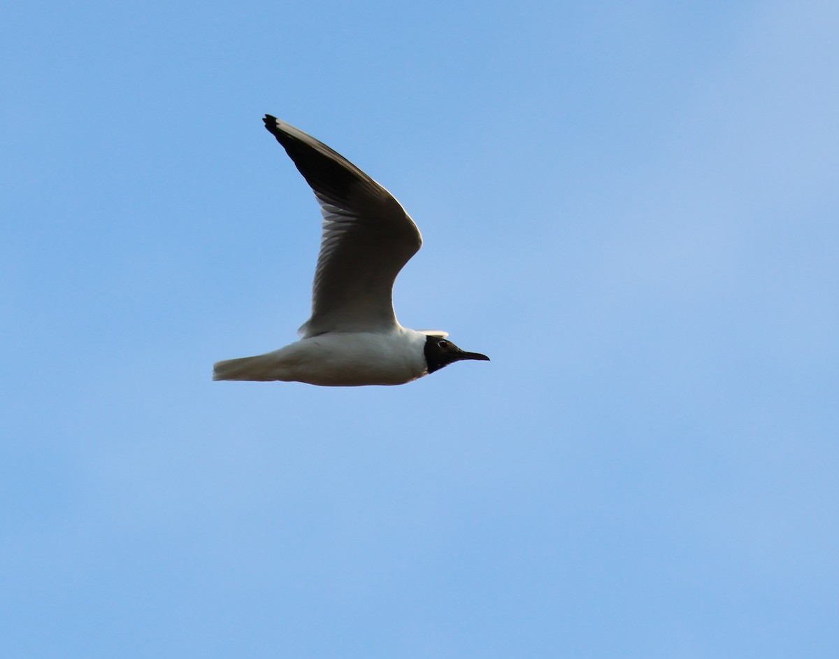 Black-headed Gull - ML542314431
