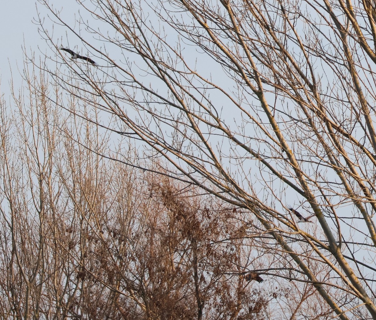 Black Stork - ML542314551