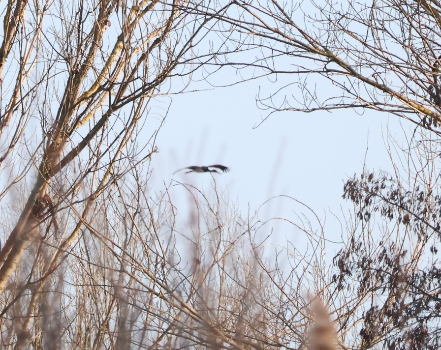 Black Stork - ML542314591