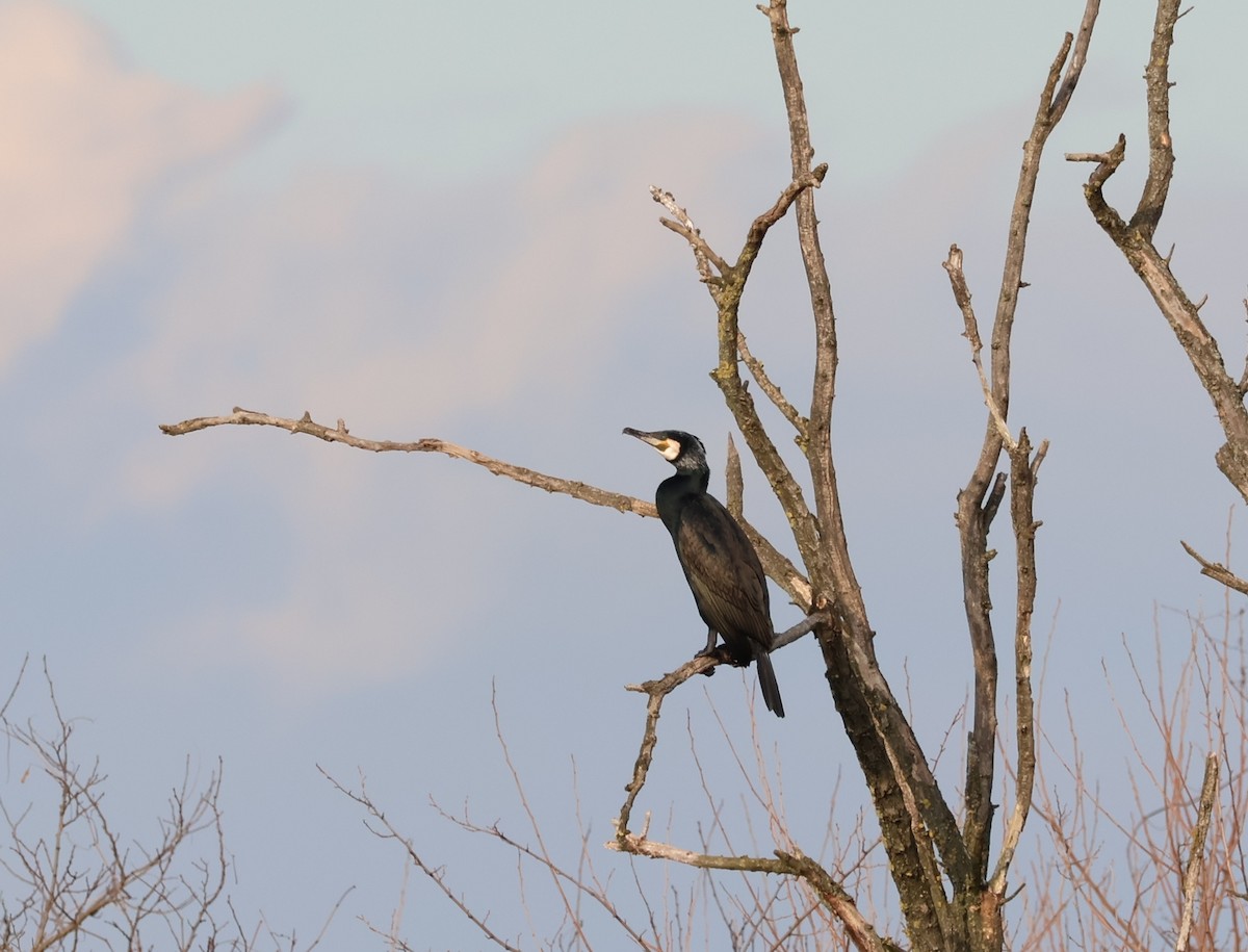 Great Cormorant - ML542314701