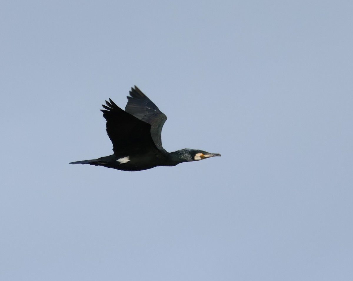 Great Cormorant - ML542314761