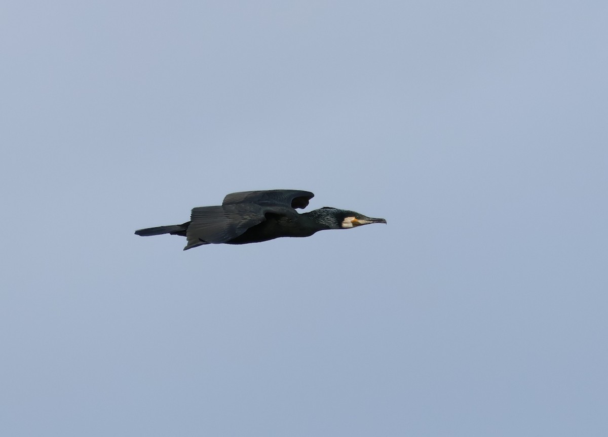 Great Cormorant - ML542314841