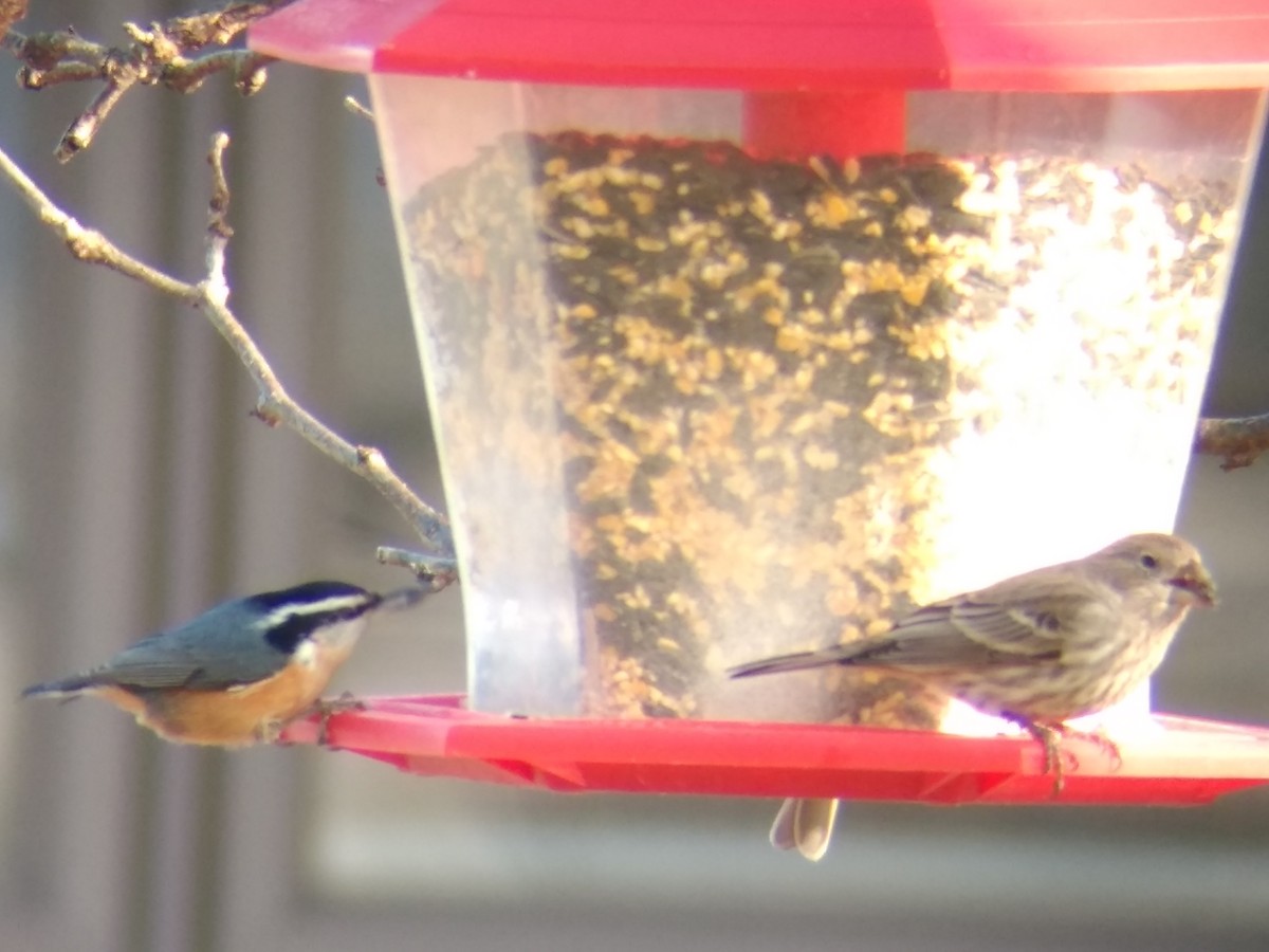 Red-breasted Nuthatch - ML542315281