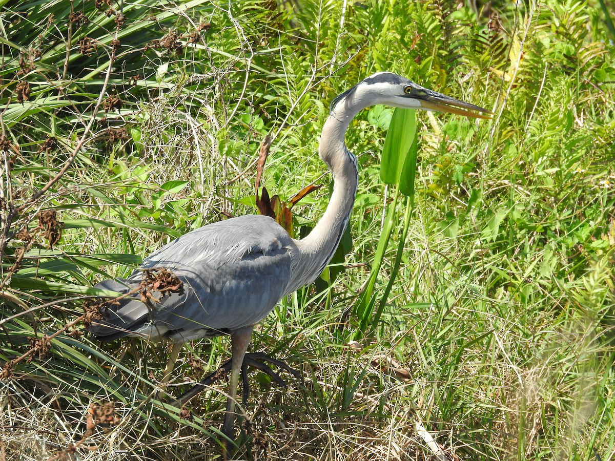 Great Blue Heron - ML542315821