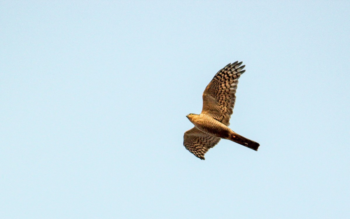 Eurasian Sparrowhawk - ML54231611