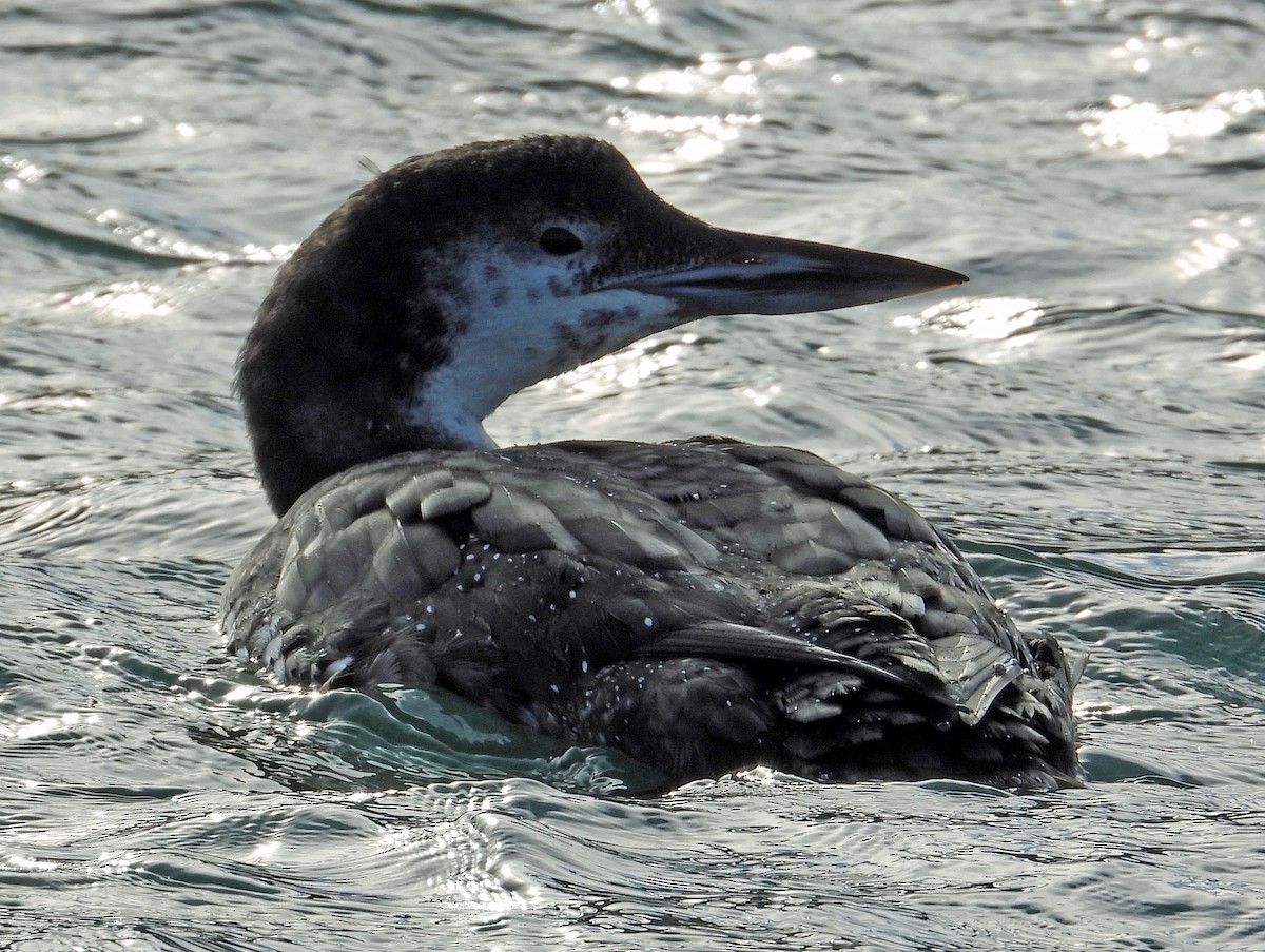 Plongeon huard - ML542317351