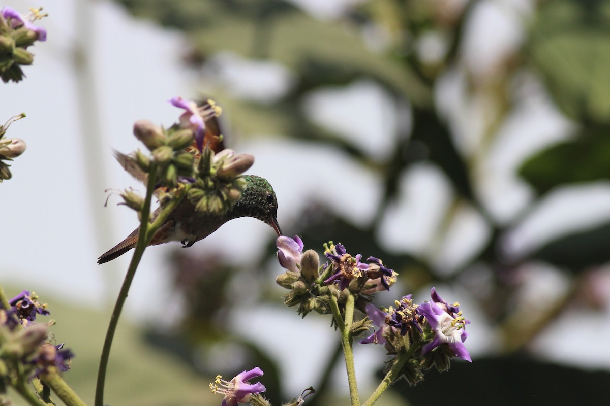 Berylline Hummingbird - Manuel Becerril González