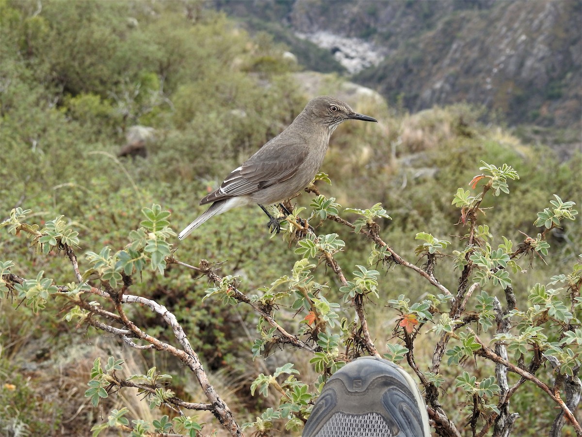 Black-billed Shrike-Tyrant - Pablo Alejandro Pla