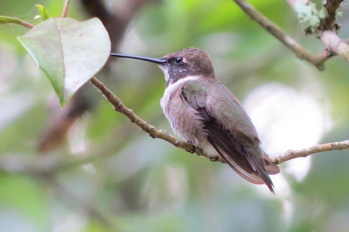Black-chinned Hummingbird - ML54232091