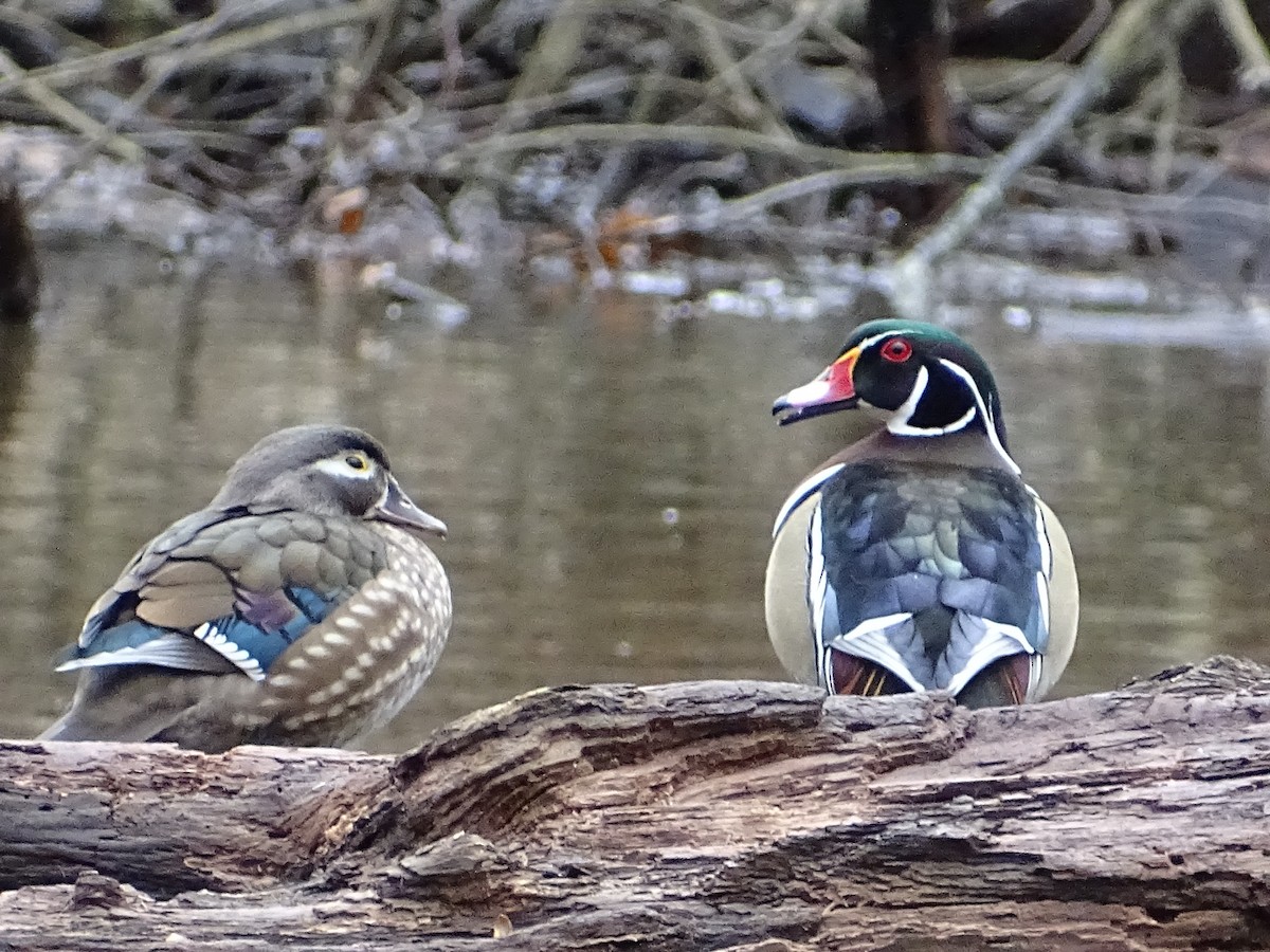 Wood Duck - ML542320951