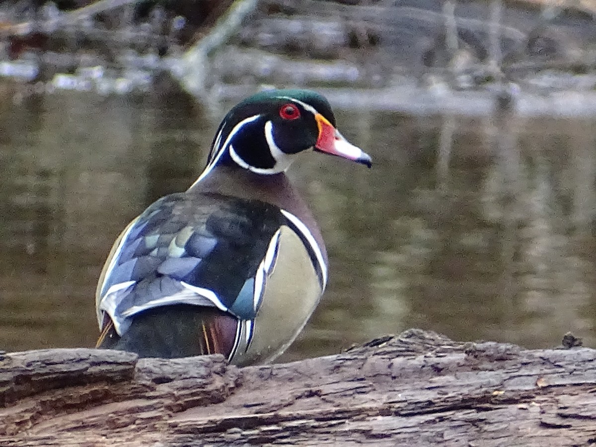 Wood Duck - ML542321031