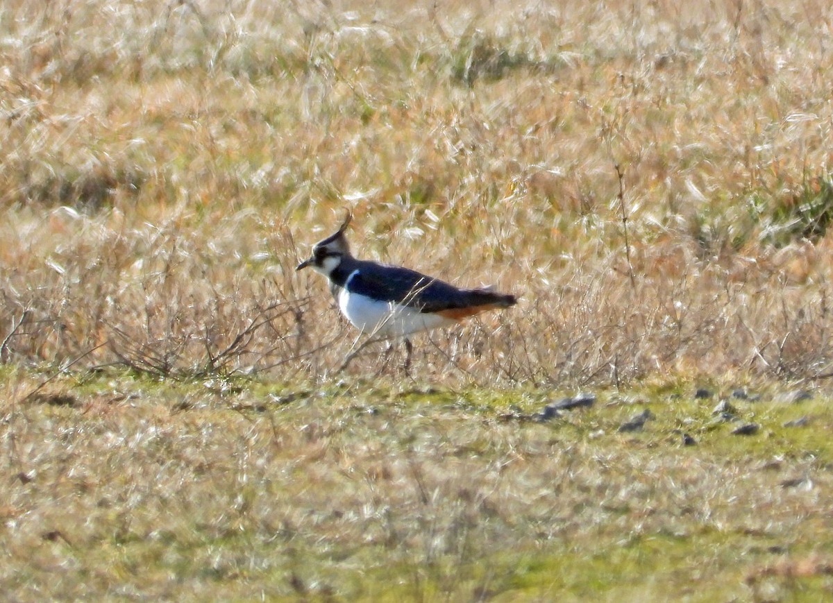 Northern Lapwing - ML542321421