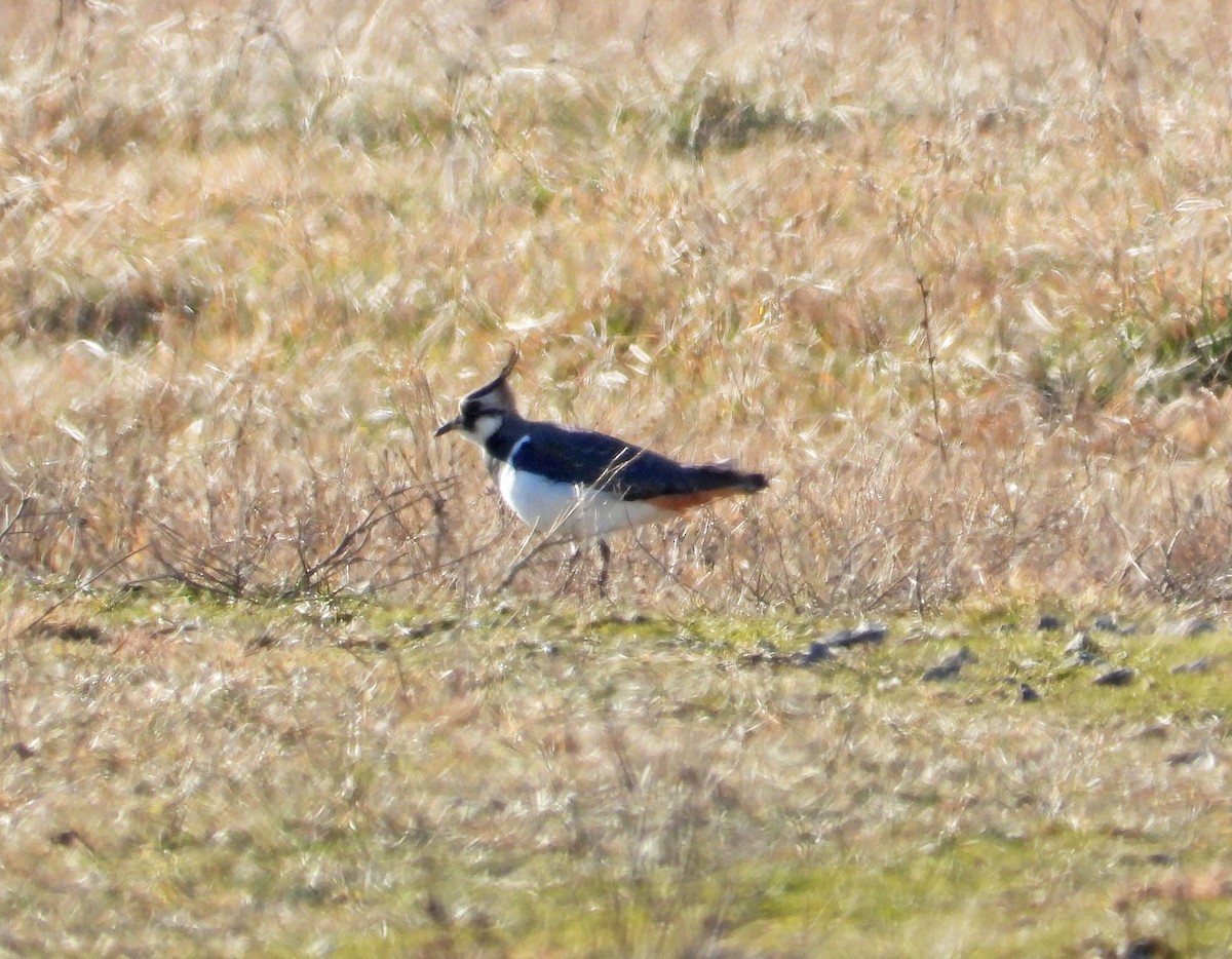 Northern Lapwing - ML542321441