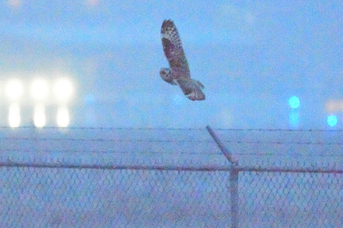 Short-eared Owl (Northern) - Paul Herwood