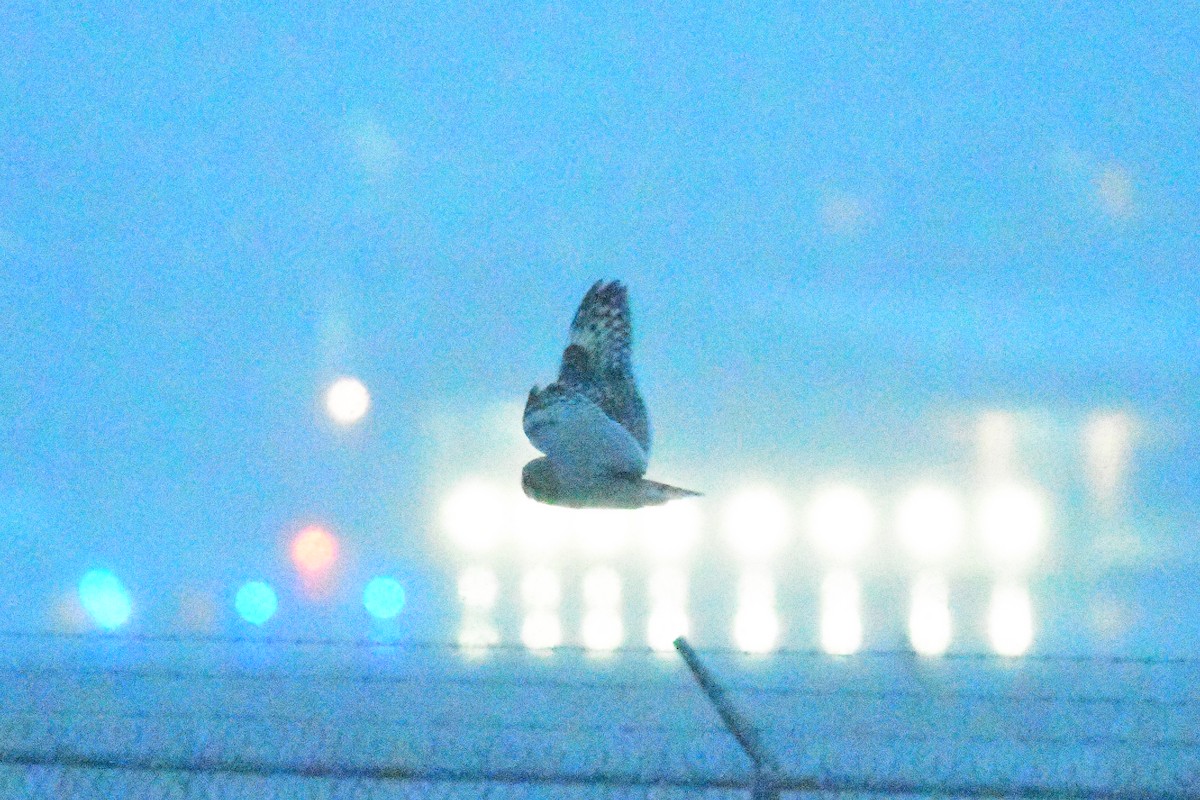 Short-eared Owl (Northern) - Paul Herwood