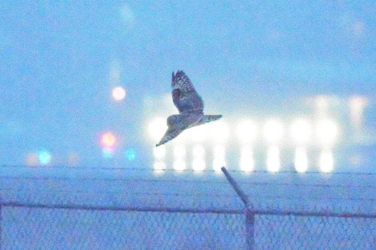 Short-eared Owl (Northern) - ML542322191