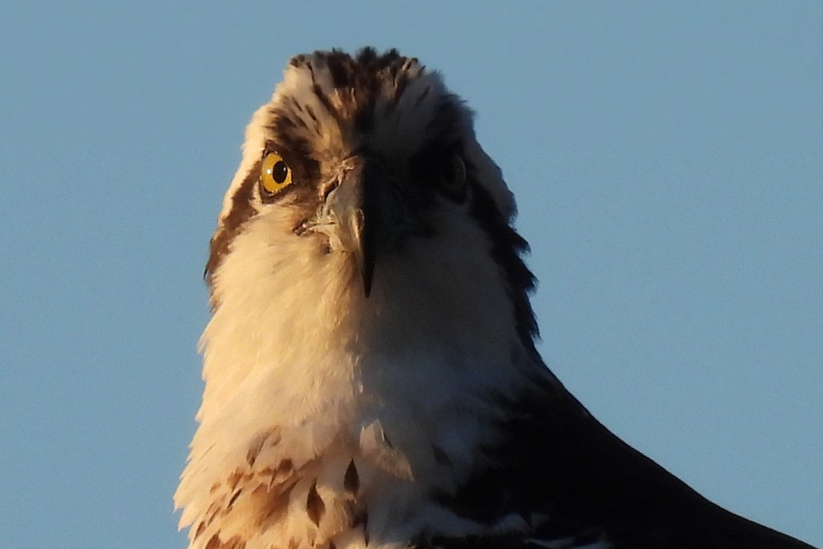 Osprey - ML542323351