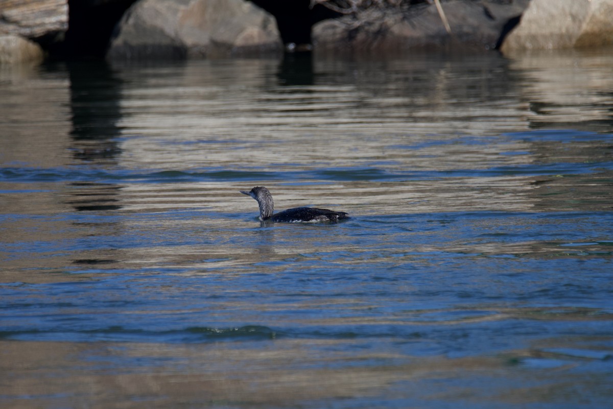 Red-throated Loon - ML542323841