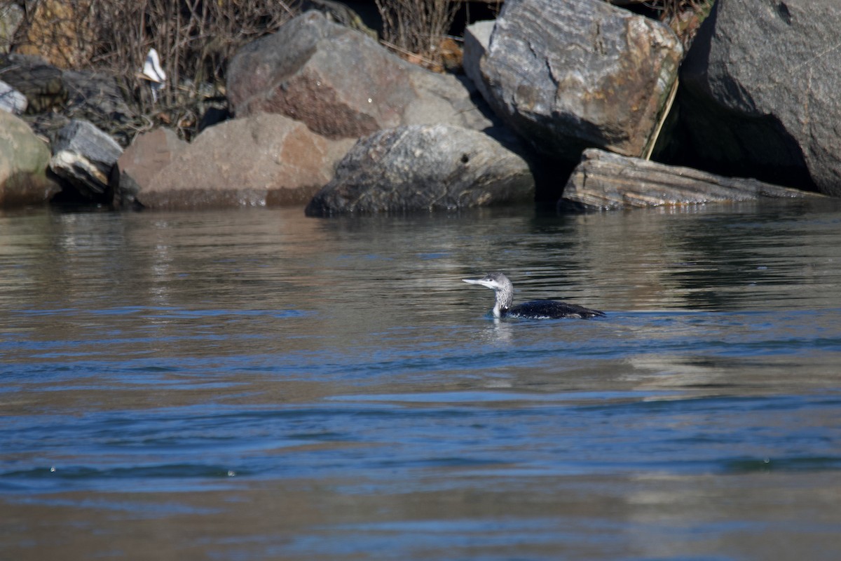 Red-throated Loon - ML542324001