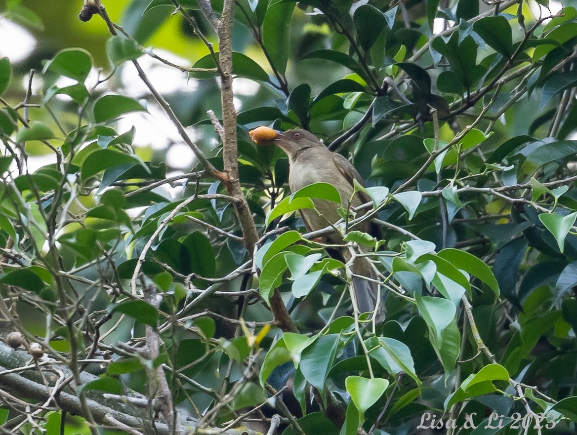 Red-eyed Bulbul - Lisa & Li Li