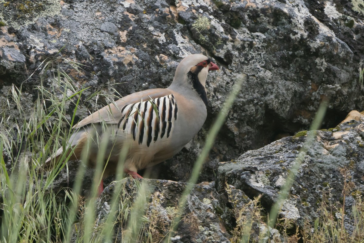 Chukar - Joseph Cooney