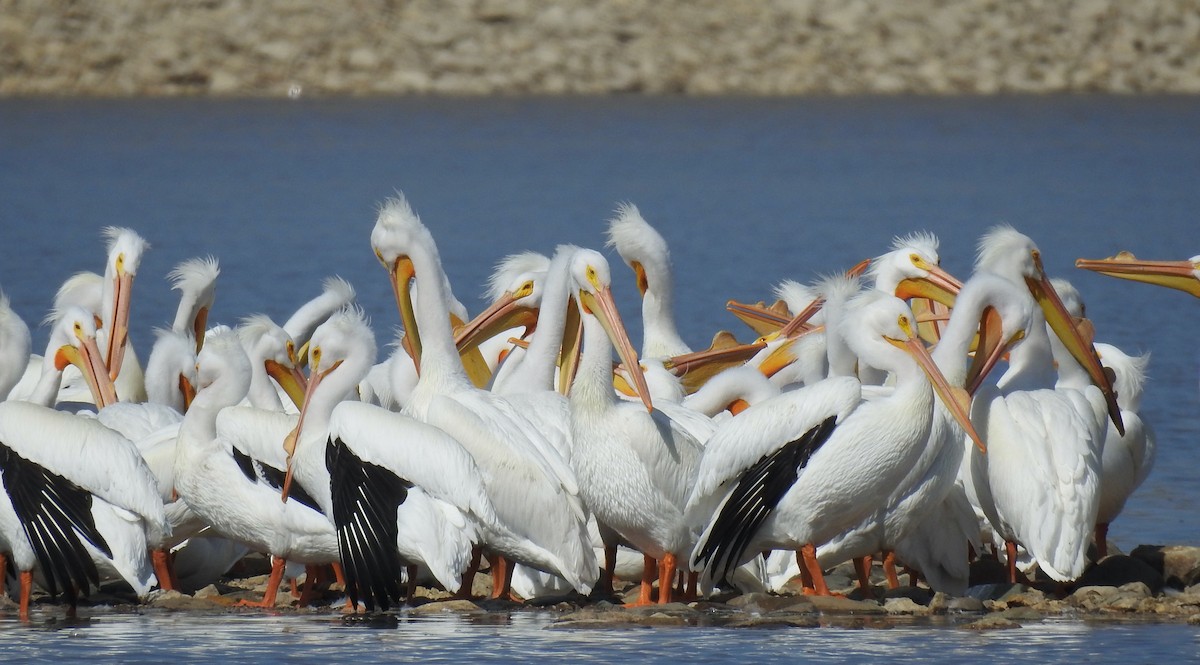 American White Pelican - ML542324441