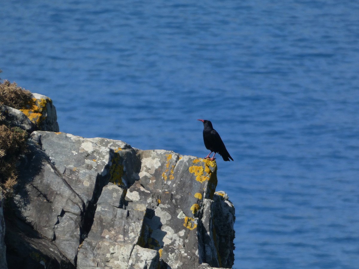 Red-billed Chough - ML542324471