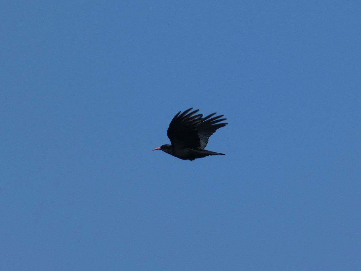 Red-billed Chough - ML542324491