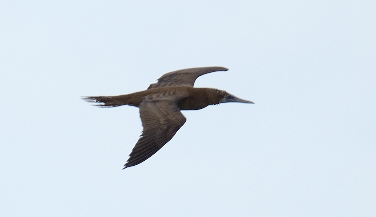 Brown Booby - ML542326451