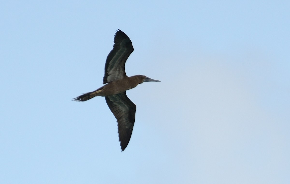 Brown Booby - ML542326461