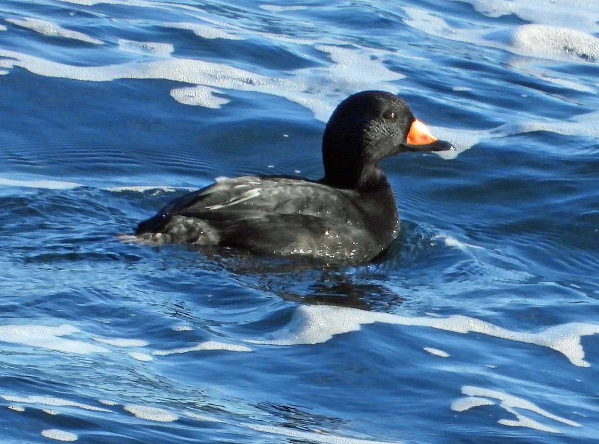 Black Scoter - ML542326961