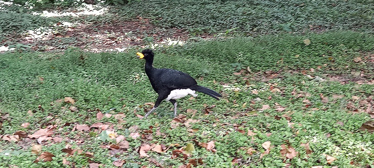 Yellow-knobbed Curassow - ML542327071