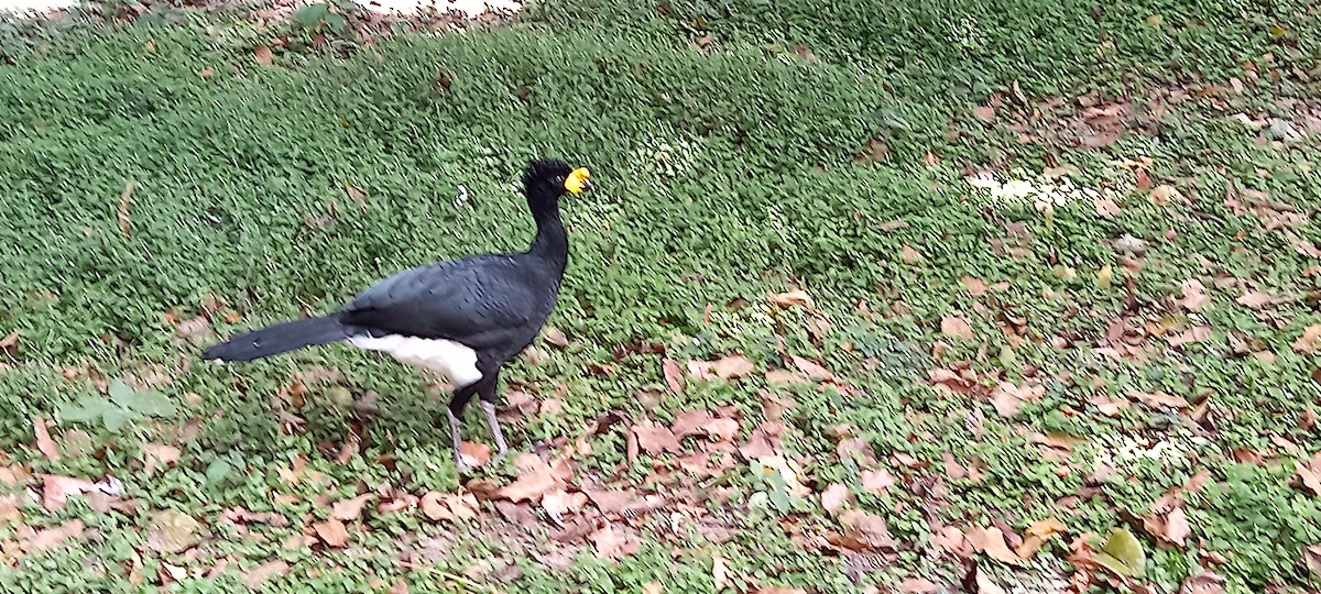 Yellow-knobbed Curassow - ML542327081