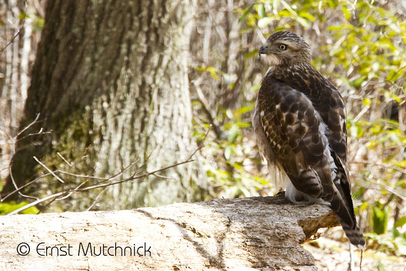 Red-tailed Hawk - ML54232721