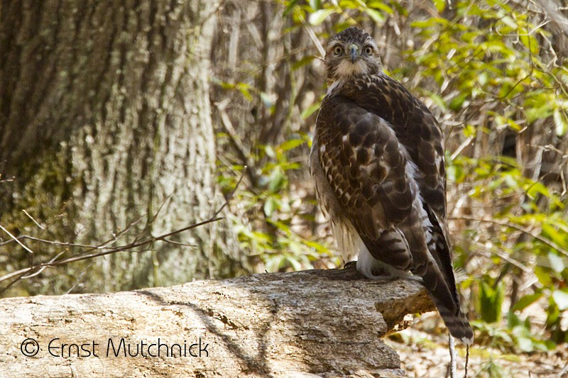 Red-tailed Hawk - ML54232751