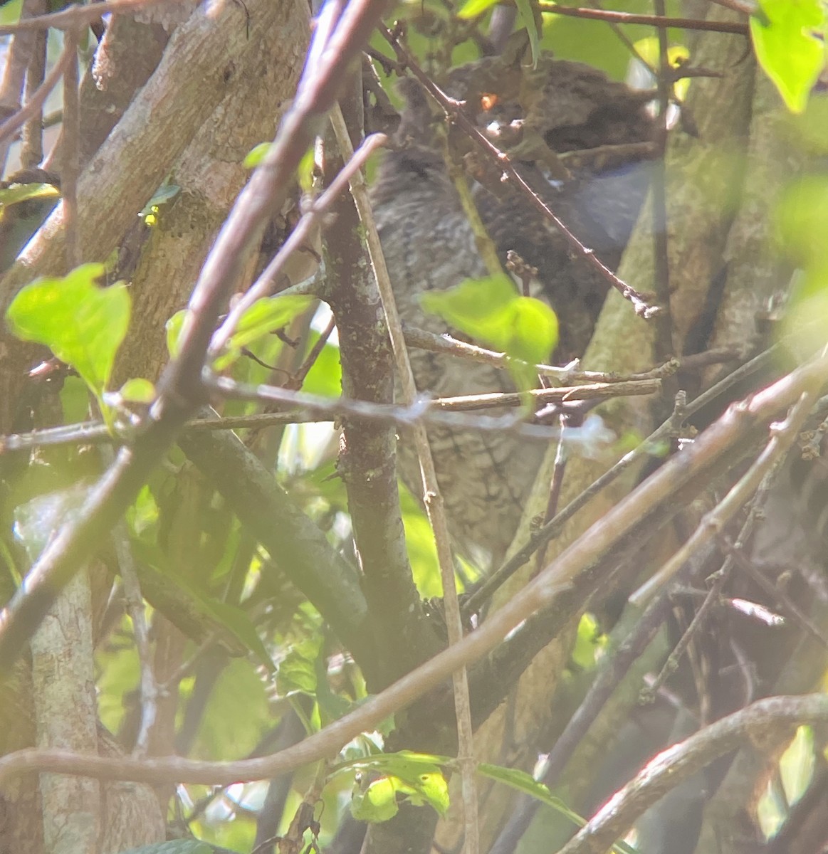 Middle American Screech-Owl (Middle American) - ML542327801