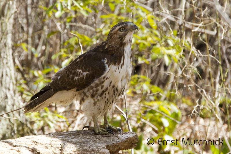 Red-tailed Hawk - ML54232781