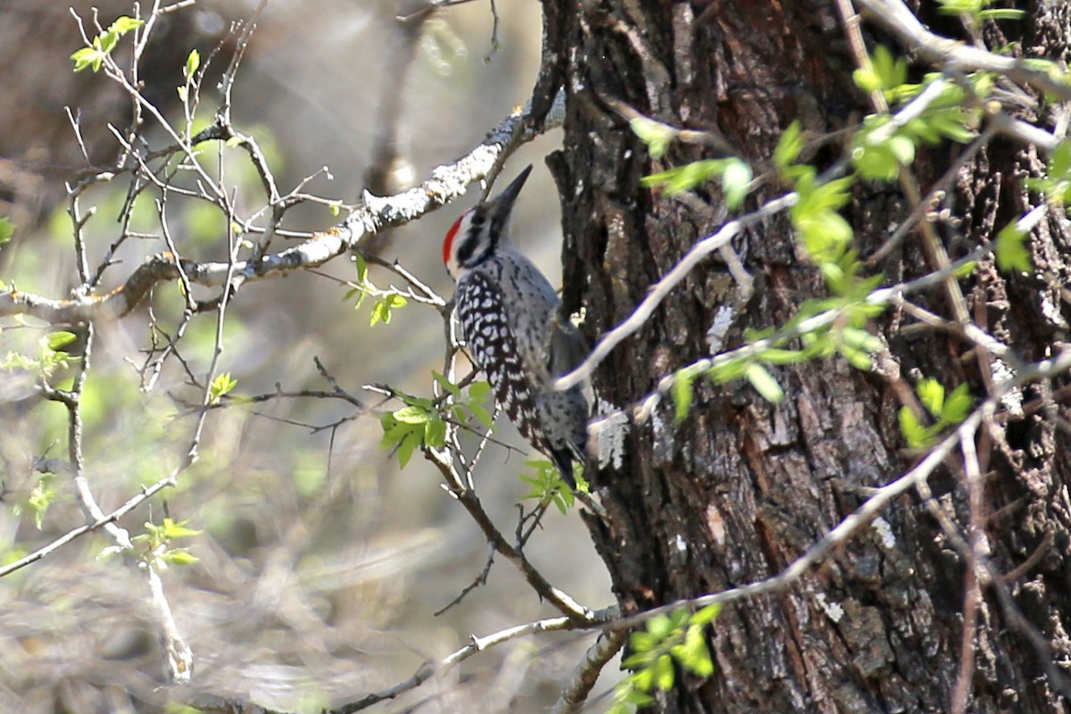 Ladder-backed Woodpecker - ML542327961