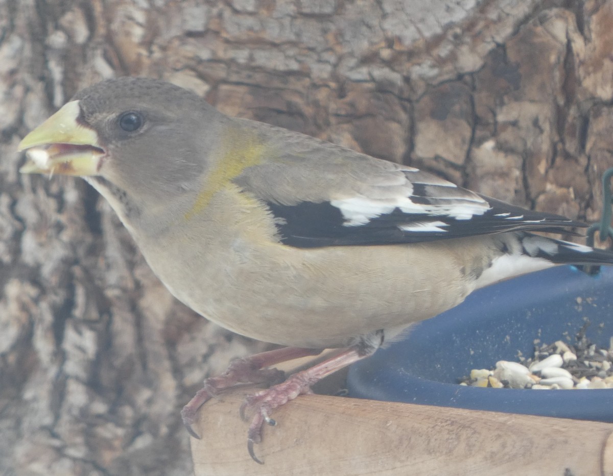 Evening Grosbeak - ML542329201