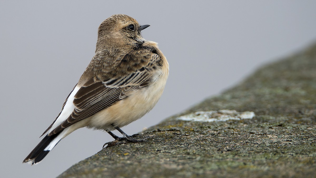 Pied Wheatear - ML542329391