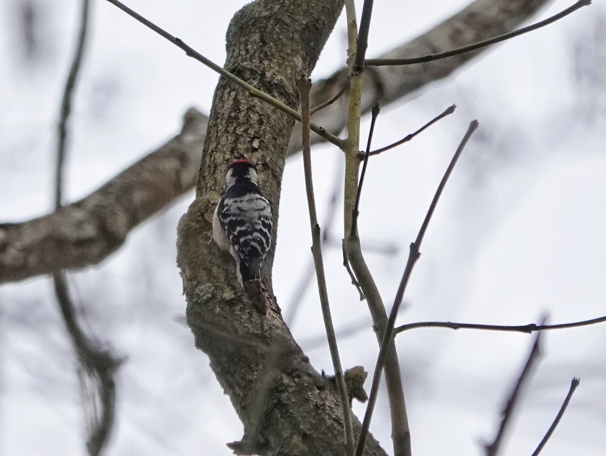 Lesser Spotted Woodpecker - ML542329401
