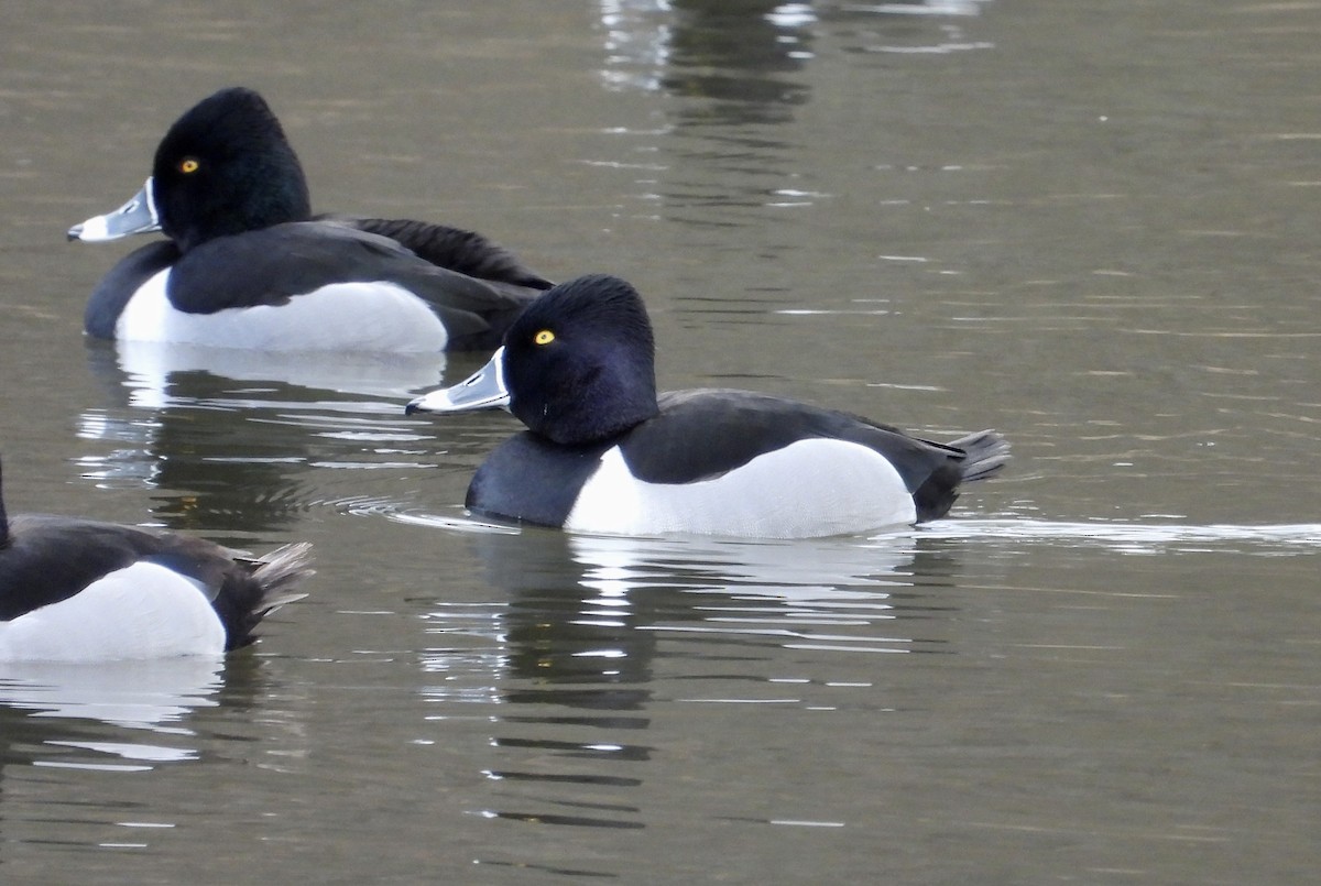 Ring-necked Duck - ML542329621