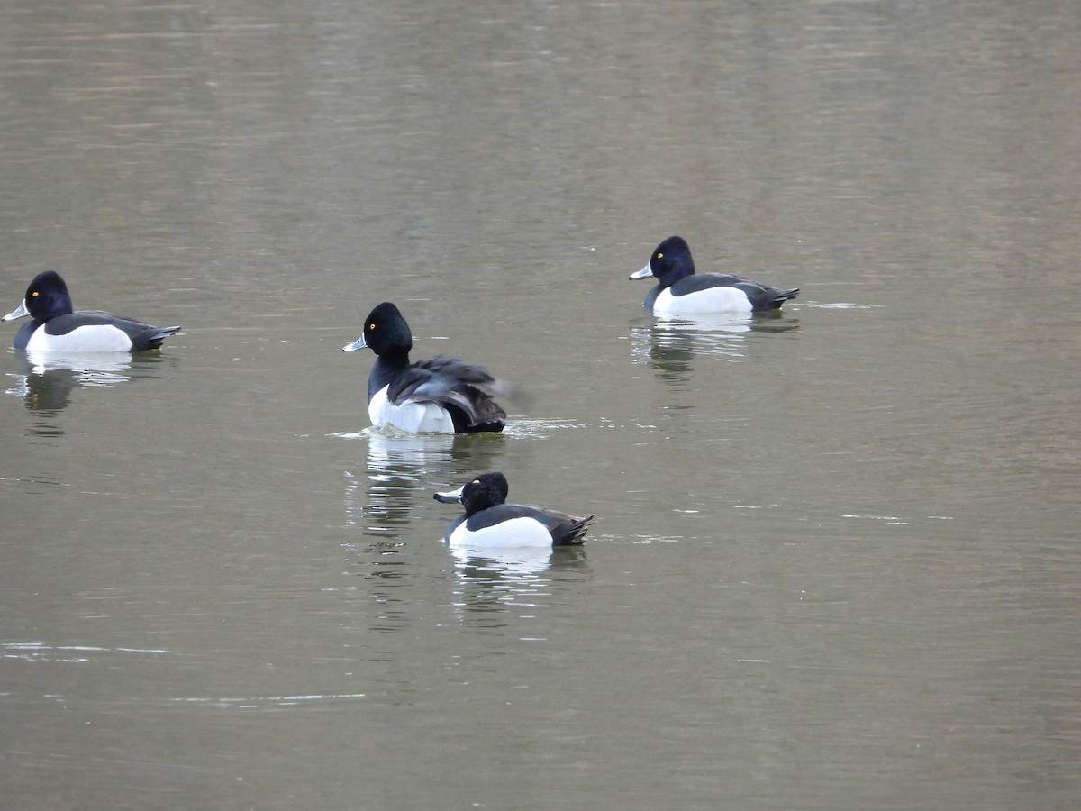 Ring-necked Duck - ML542329671