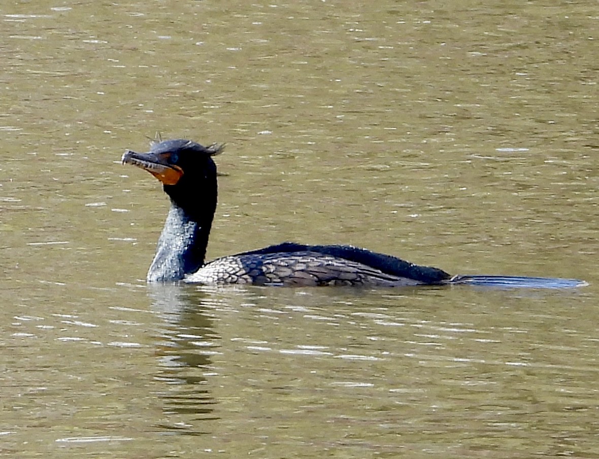 Double-crested Cormorant - ML542329711