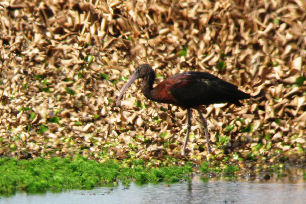 Glossy Ibis - ML542330481