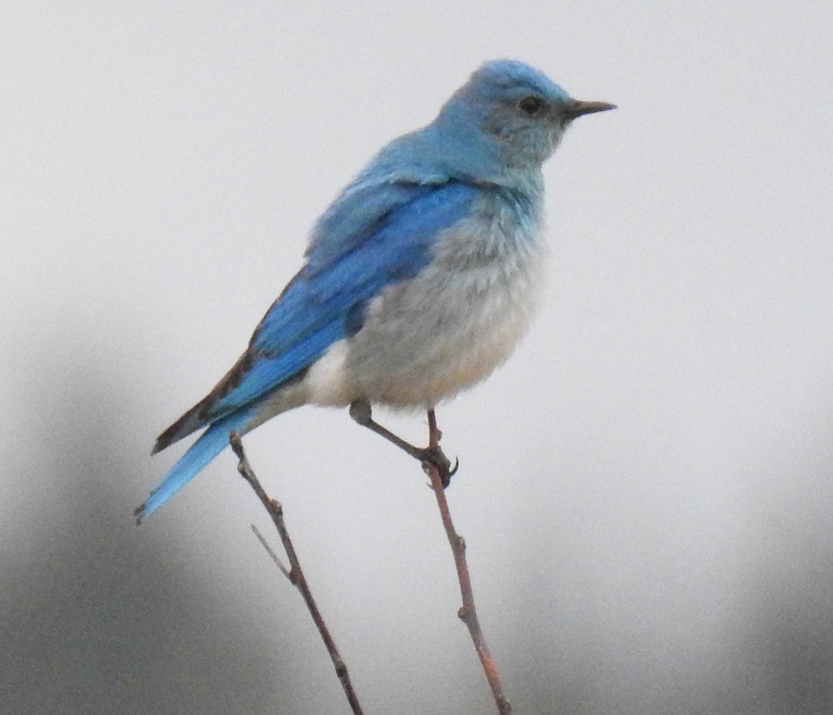 Mountain Bluebird - Jody  Wells