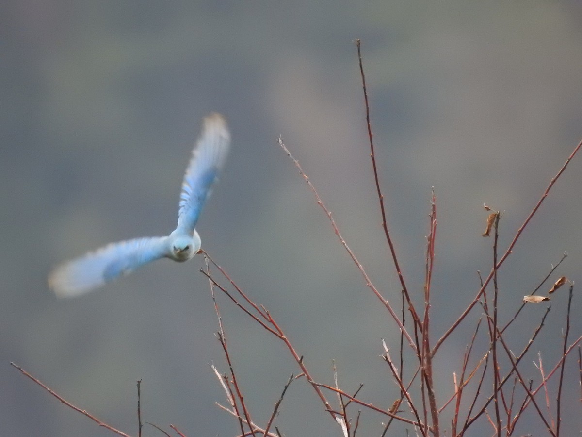 Mountain Bluebird - ML54233061