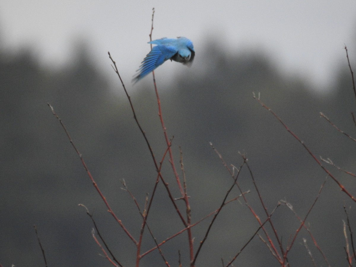 Mountain Bluebird - ML54233071