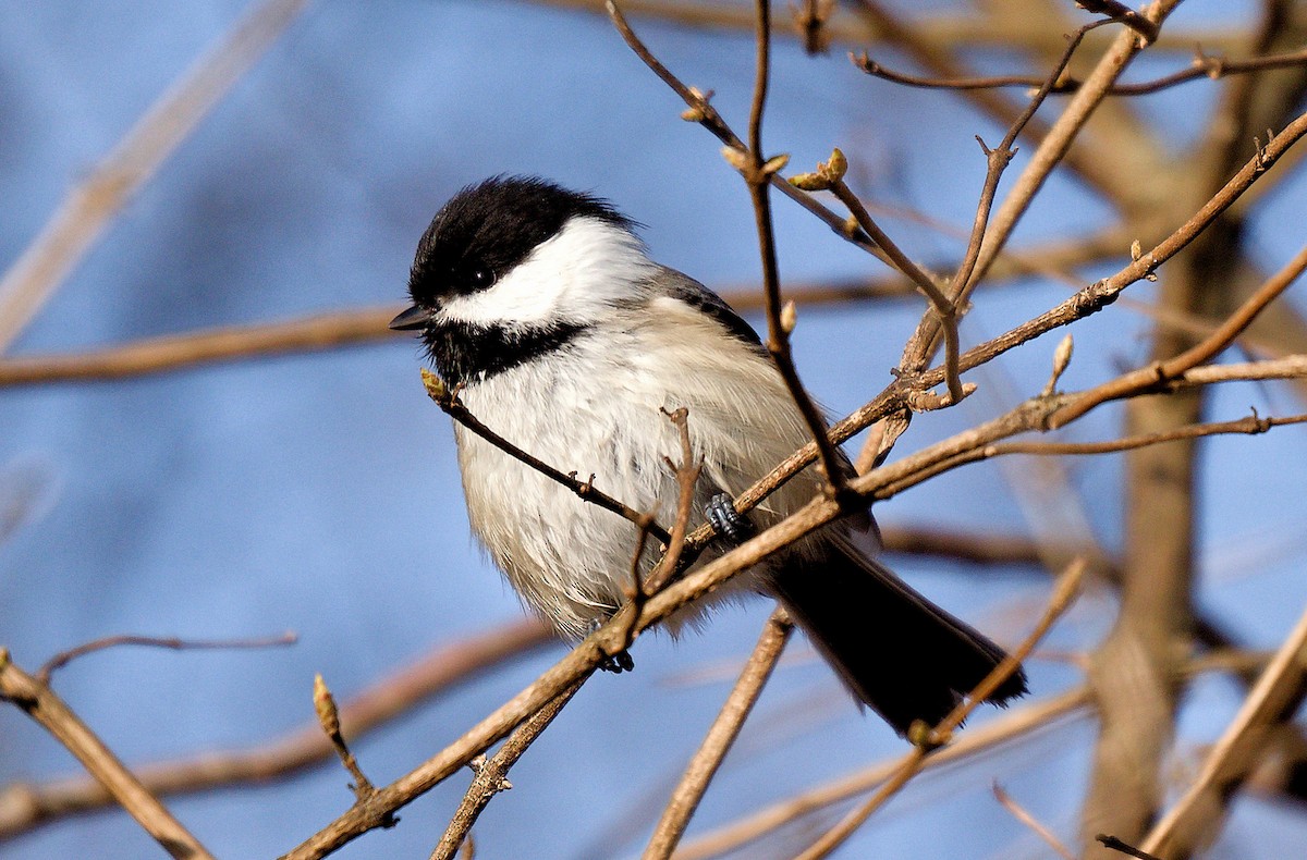 Black-capped Chickadee - ML542330741