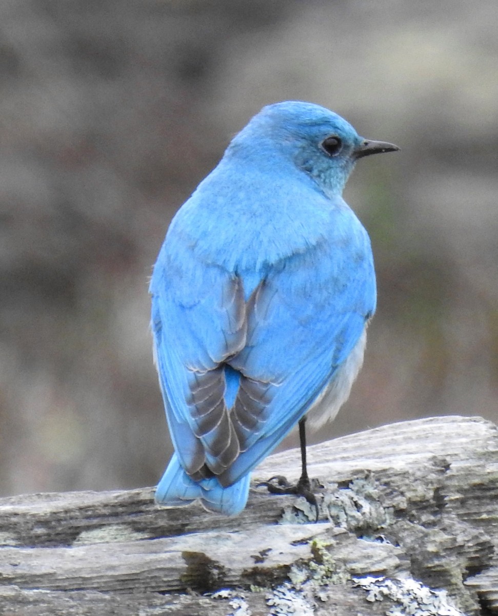 Mountain Bluebird - Jody  Wells